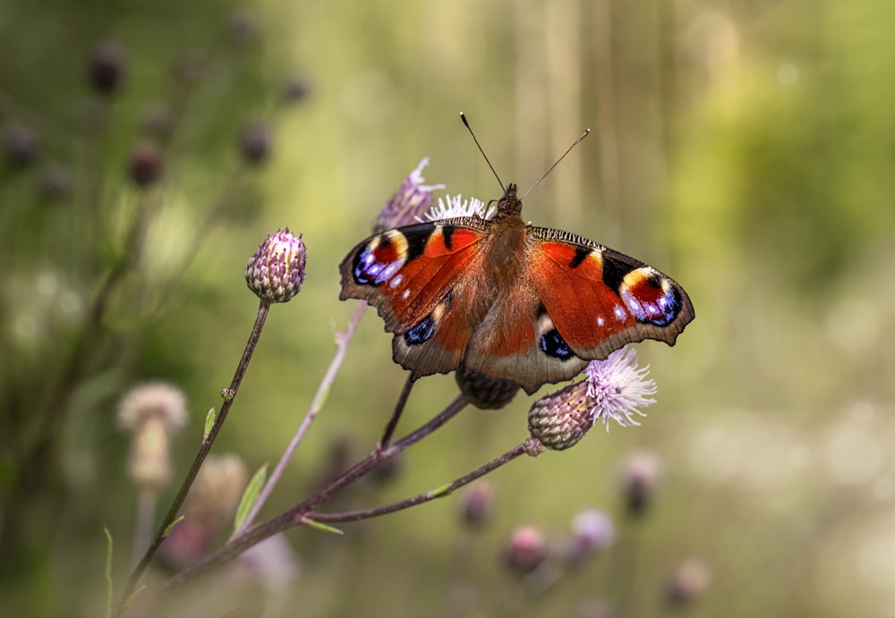 a butterfly sitting on a flower in a field