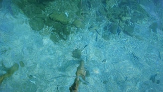 Clear water with visible rocks and several small fish swimming. The water displays a range of blue and green hues, creating a tranquil and natural look.