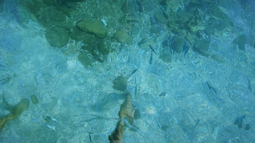 Clear water with visible rocks and several small fish swimming. The water displays a range of blue and green hues, creating a tranquil and natural look.