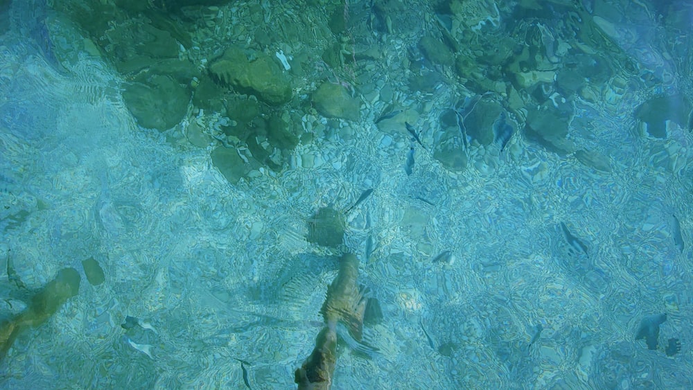 a body of water filled with lots of fish