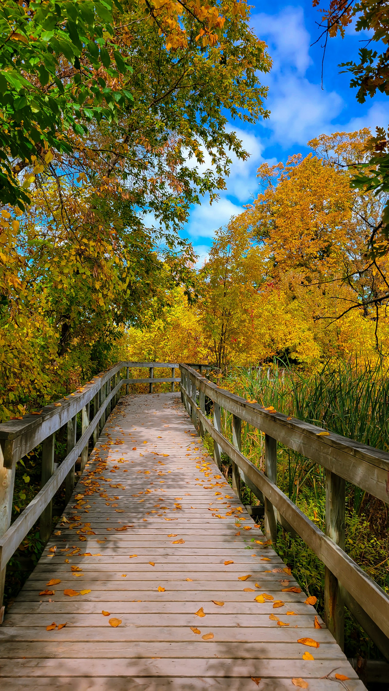 🌳 Buying a Home Near Parks and Trails in Ottawa: Nature-Lovers’ Guide 2025