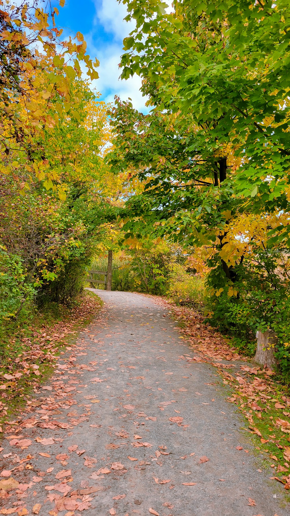 a dirt road surrounded by trees and leaves