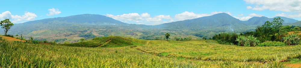 a lush green field with mountains in the background