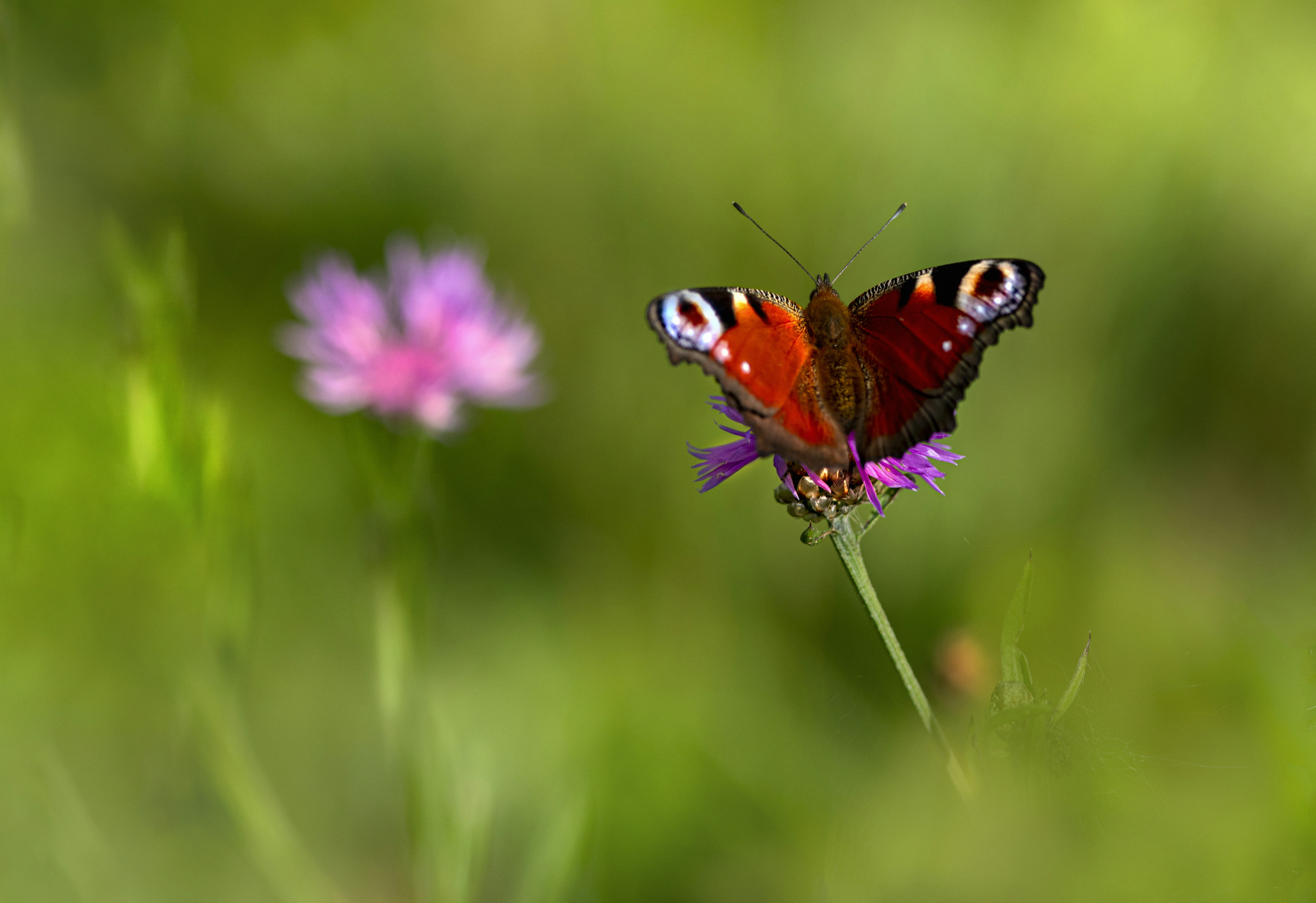 Photo by erik_karits