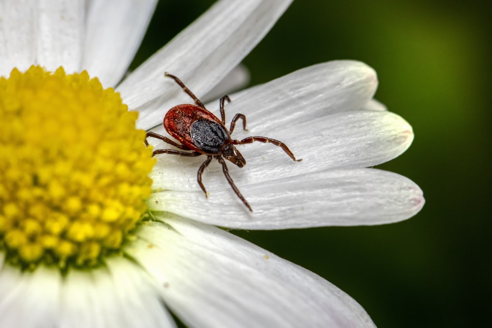 Una araña roja sentada encima de una flor blanca