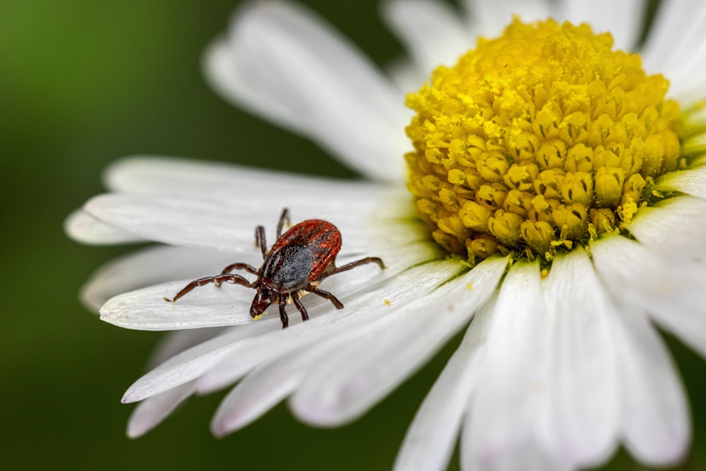 a red spider sitting on a white flower