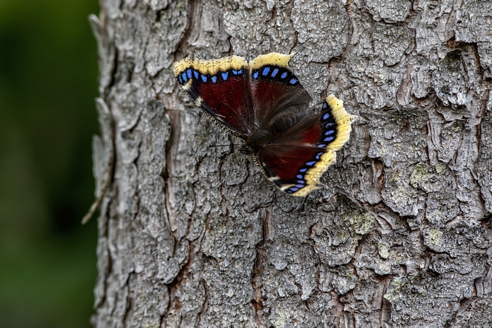 a red and blue butterfly sitting on the bark of a tree