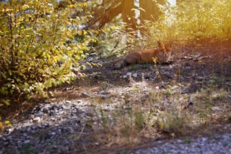 Illustration of Zach the fox sitting under a tree, smiling gently with colorful autumn leaves around.