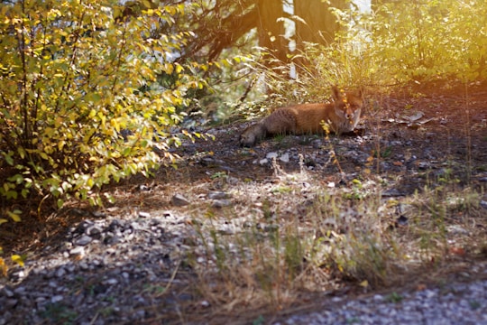 Illustration of Zach the fox sitting under a tree, smiling gently with colorful autumn leaves around.