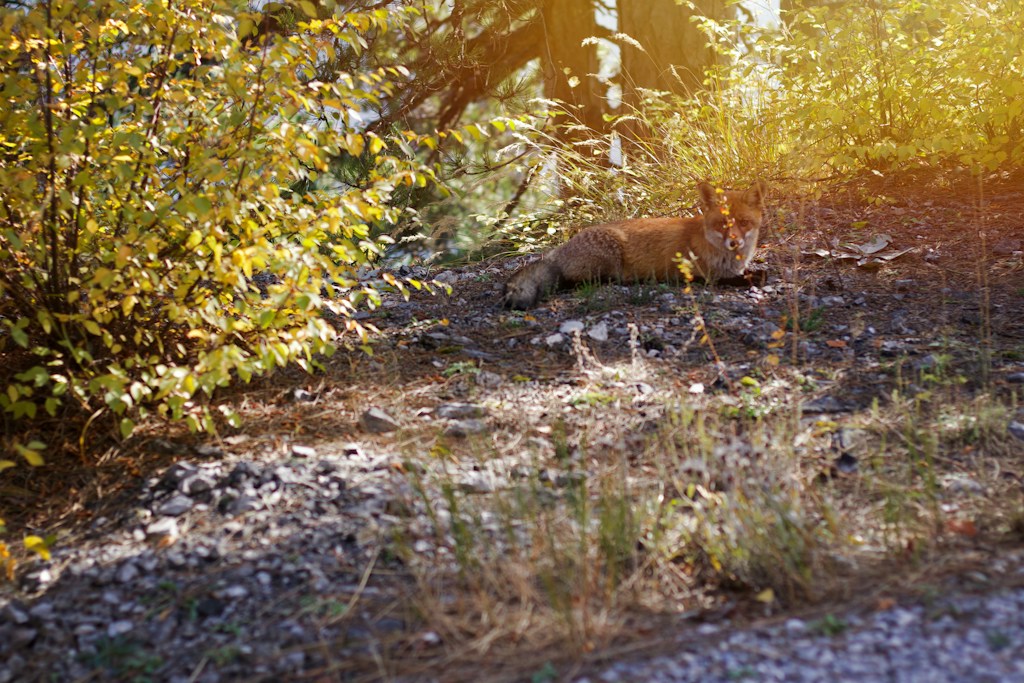 Fox in Autumn