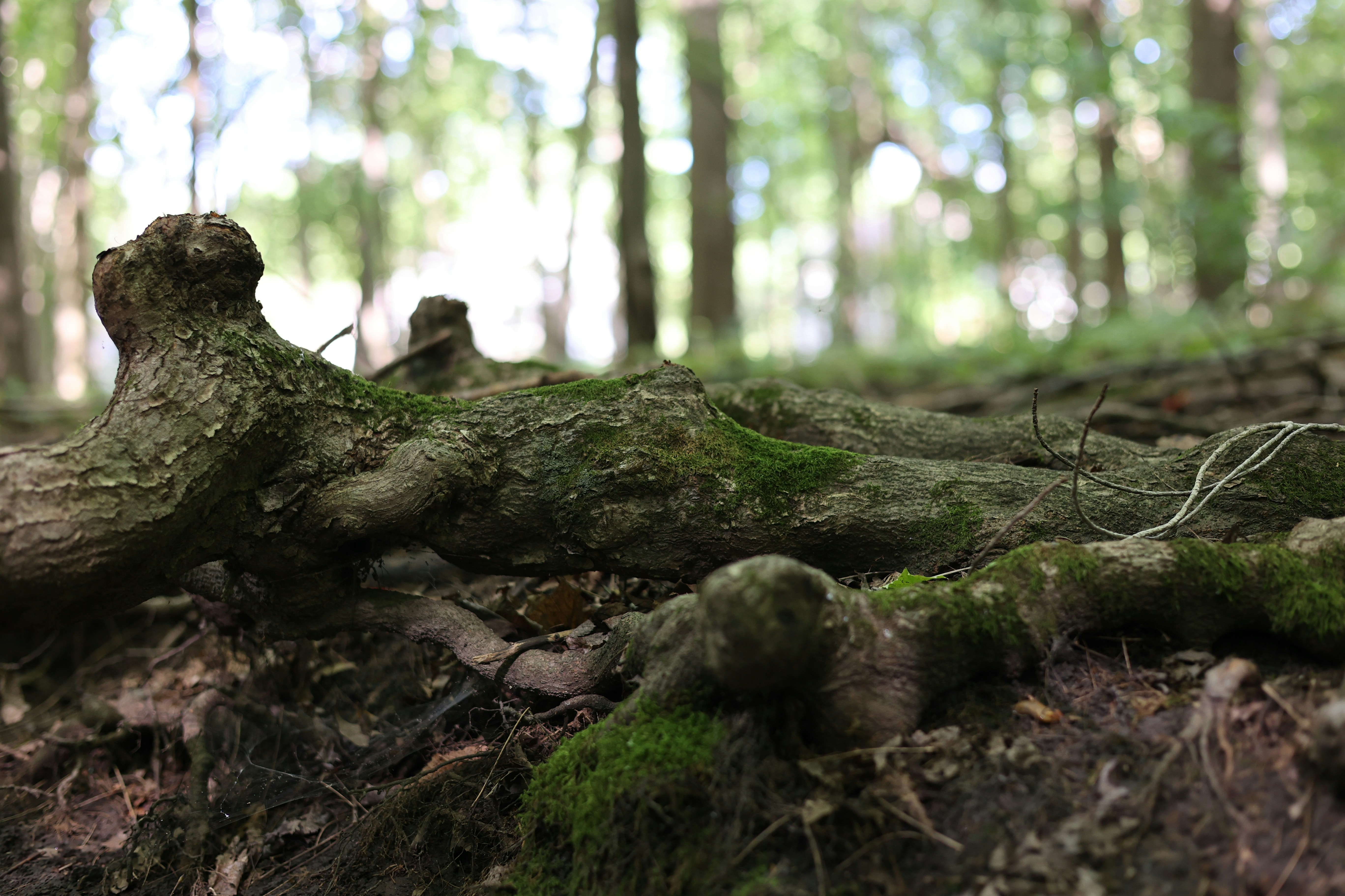 Photo by adeptcreative