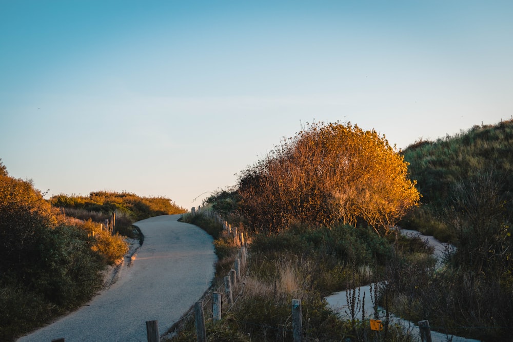 a winding road surrounded by trees and bushes