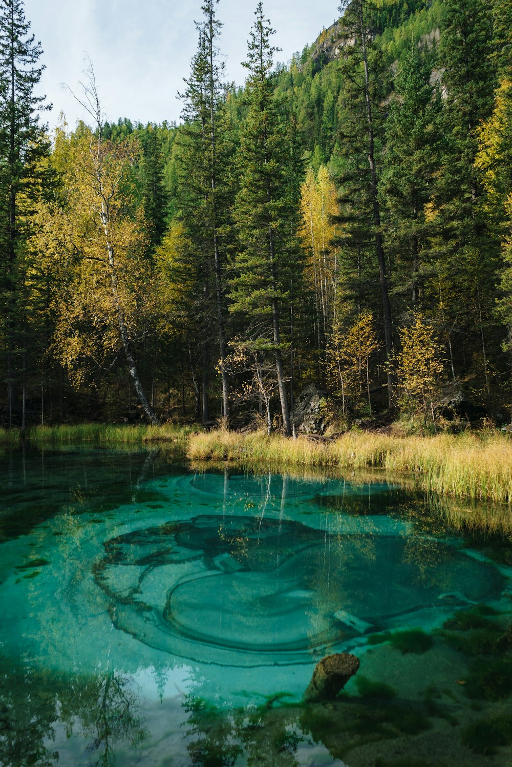 a lake surrounded by a forest filled with lots of trees