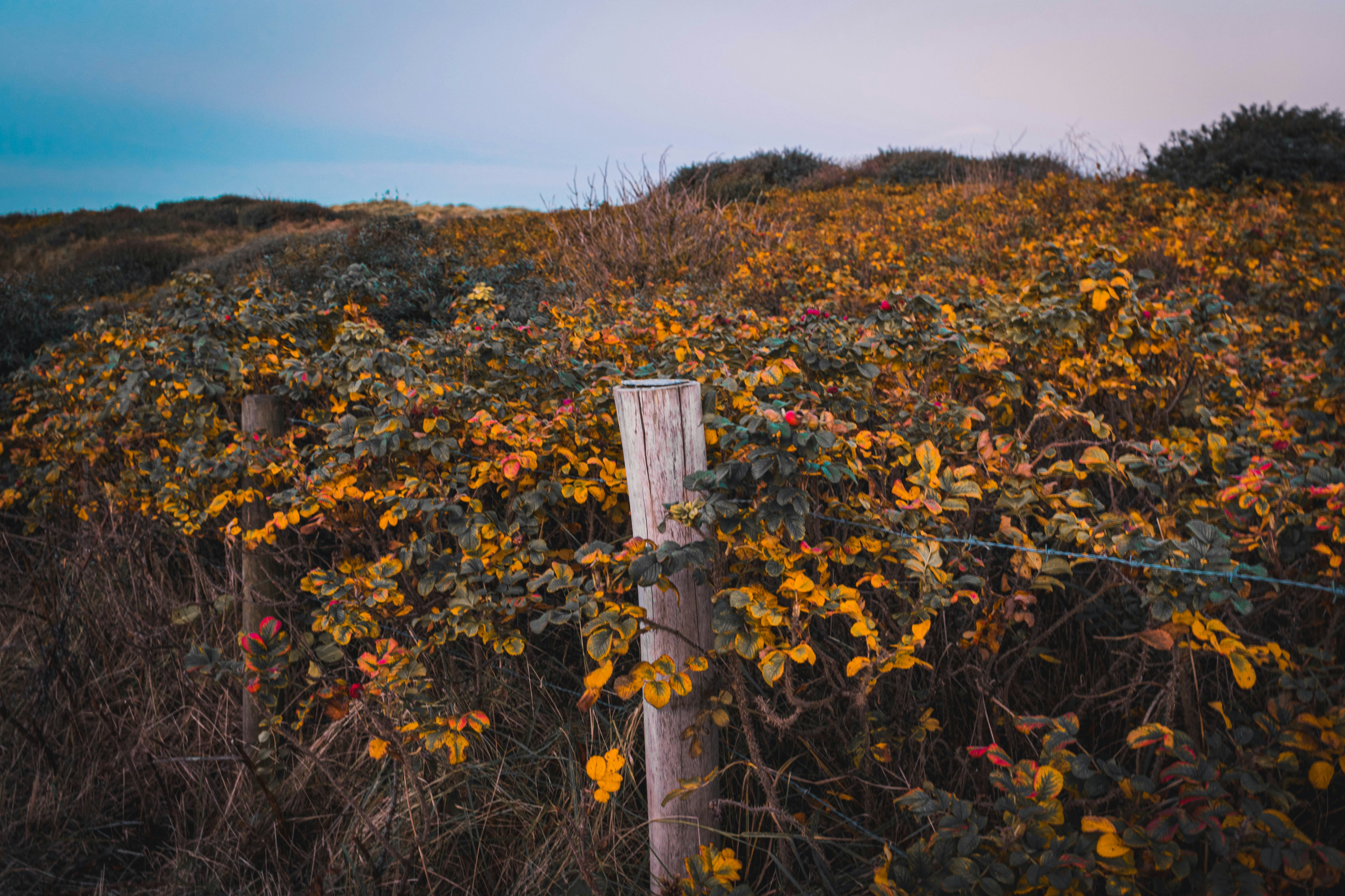 a wooden post in the middle of a field, 