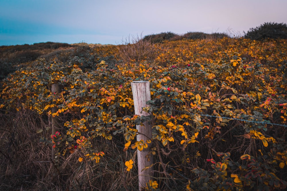 a wooden post in the middle of a field