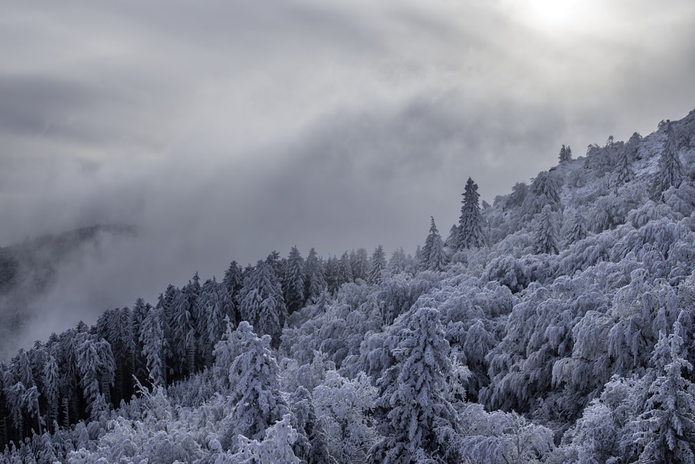 a snowy mountain covered in trees under a cloudy sky
