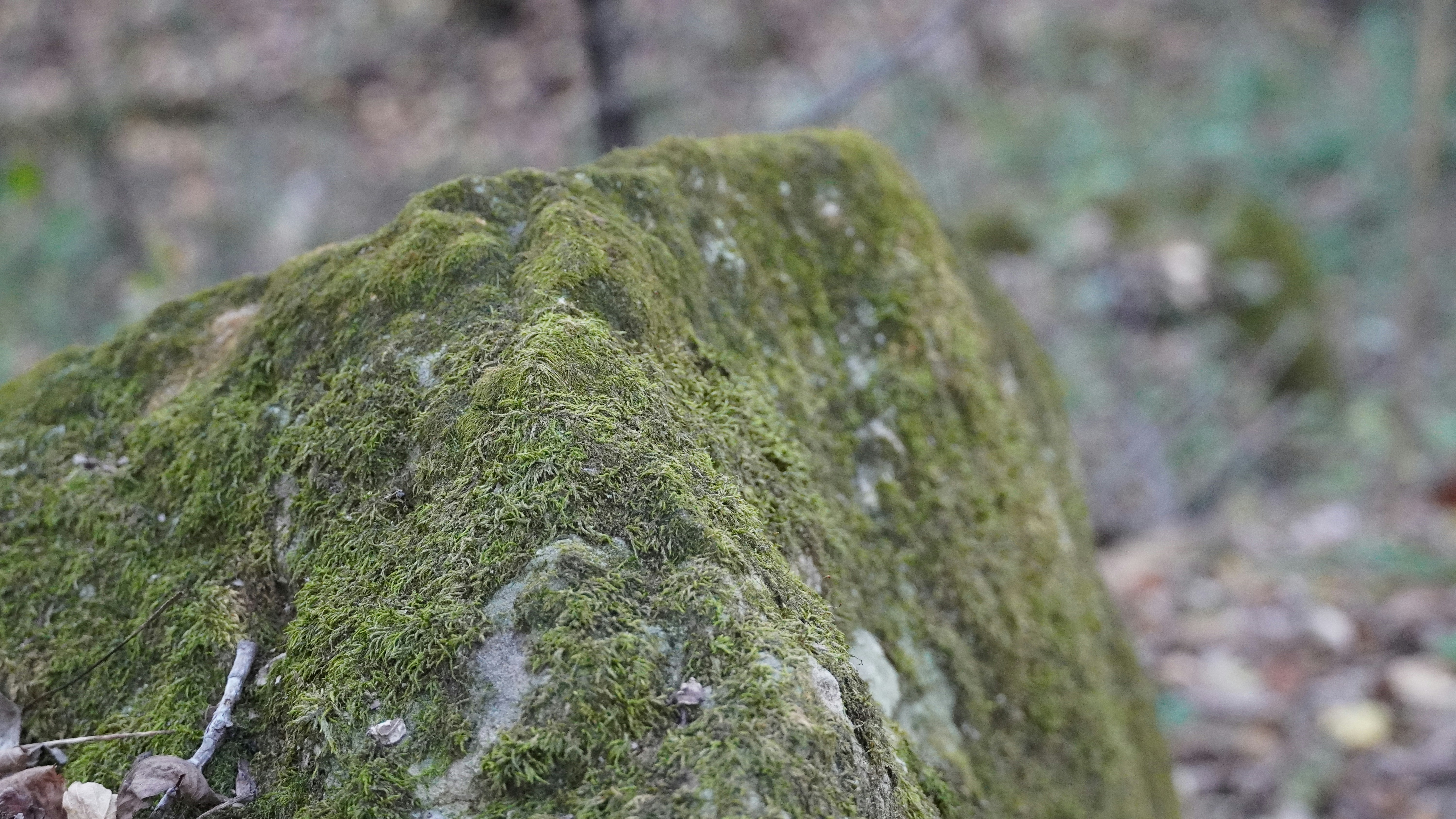 Photo by calecrunchy