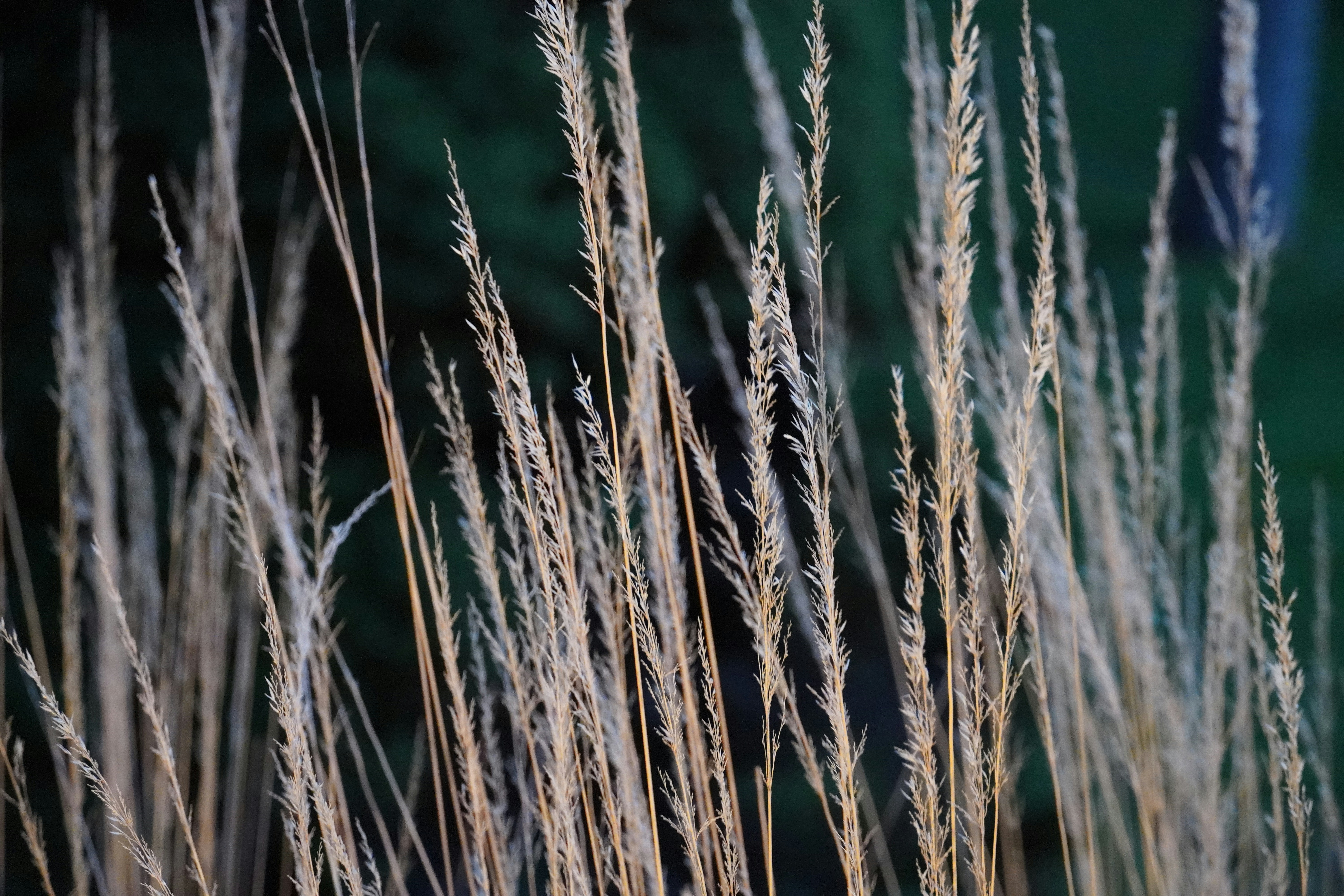 Photo by calecrunchy