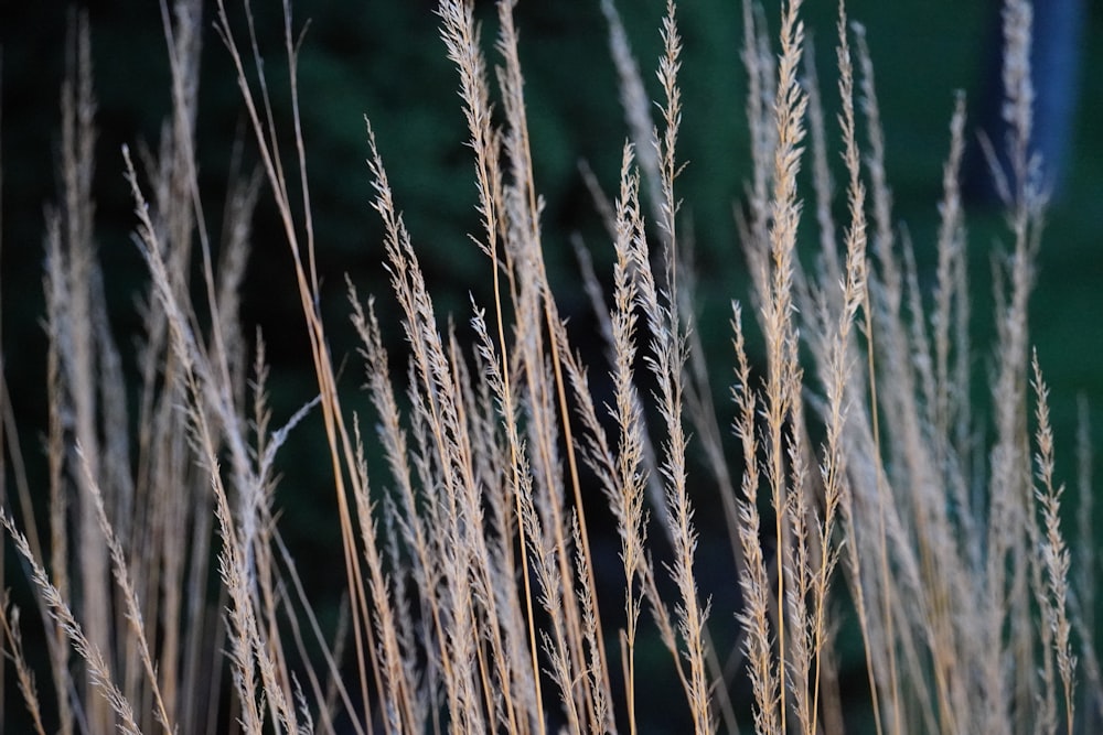 a close up of a bunch of tall grass