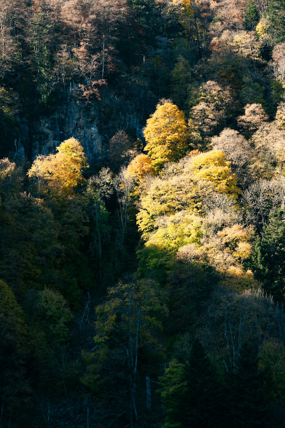 a group of trees that are in the woods