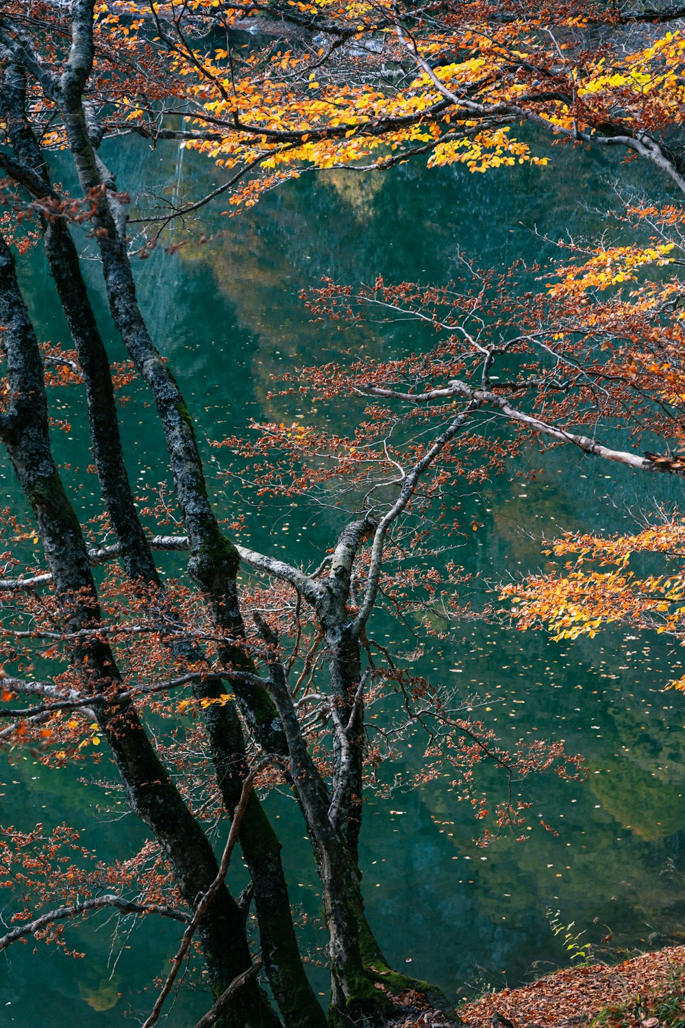 a couple of trees that are next to a body of water