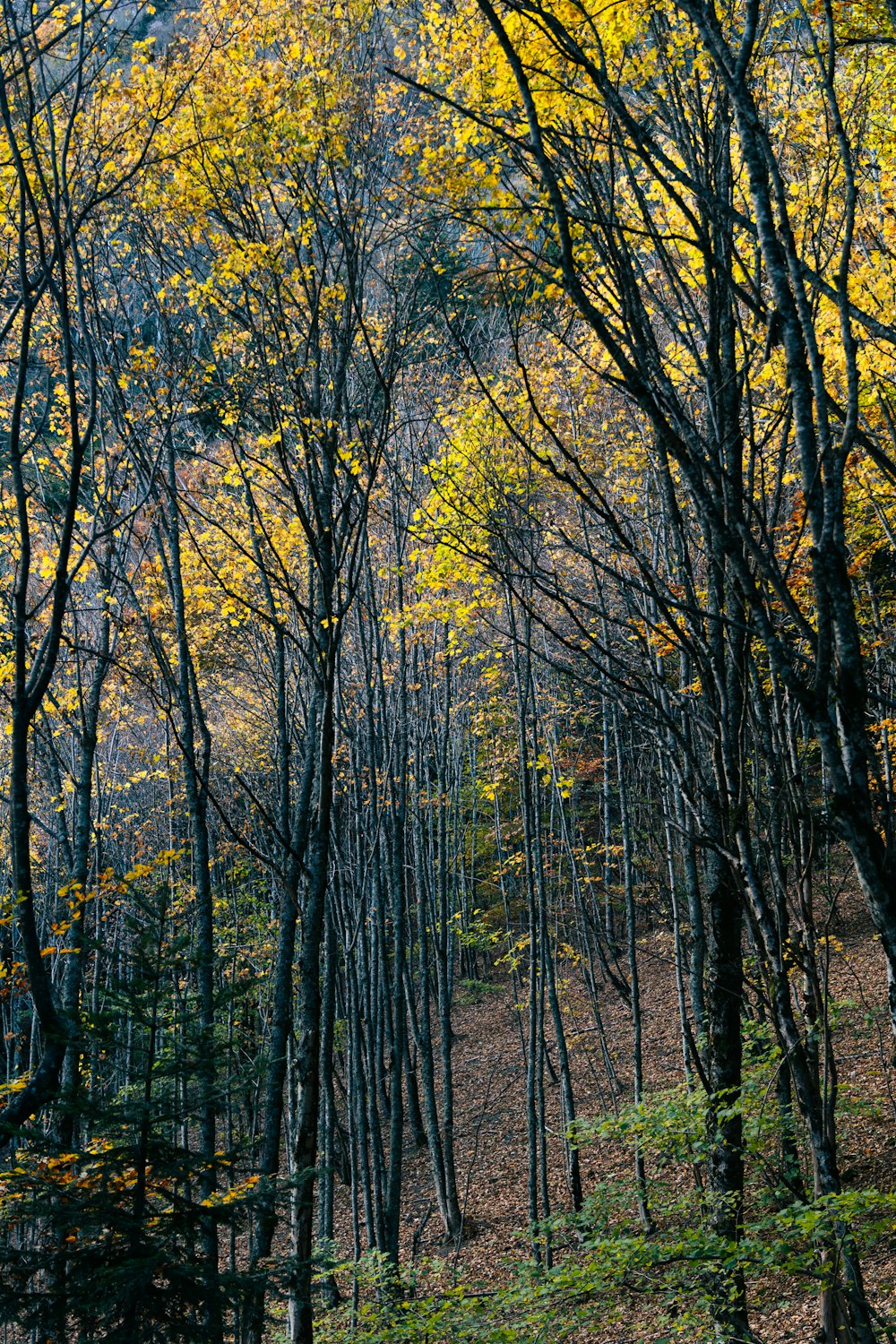 a forest filled with lots of tall trees