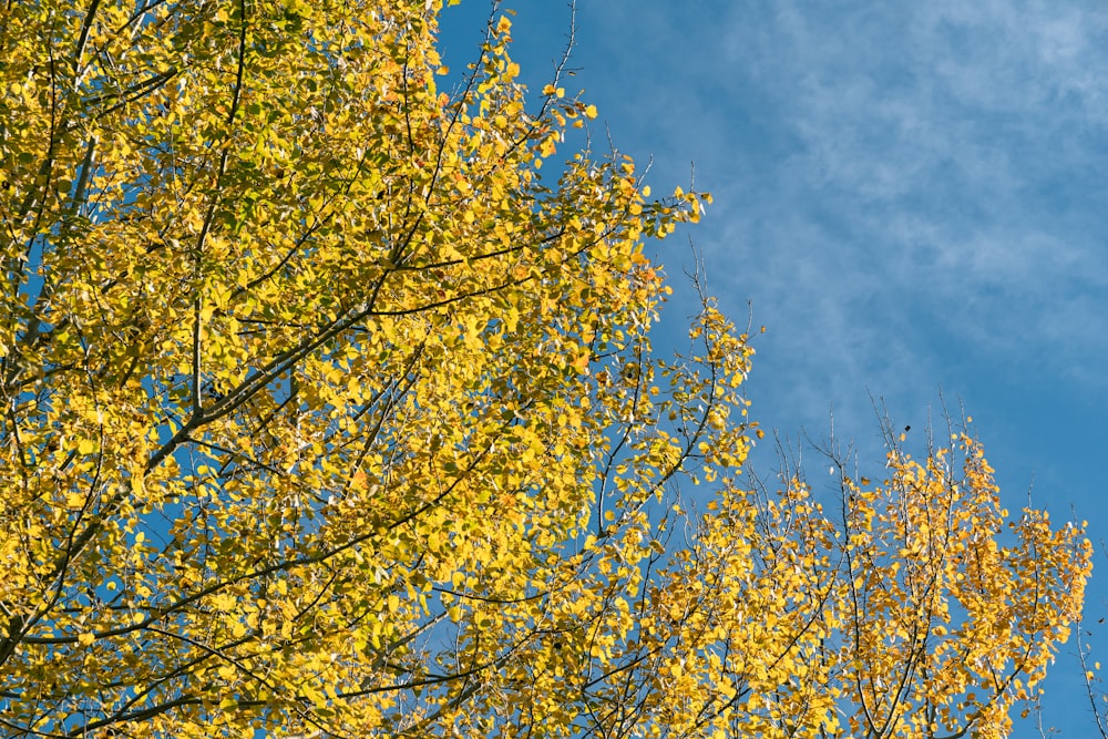 a tree with yellow leaves and a blue sky in the background