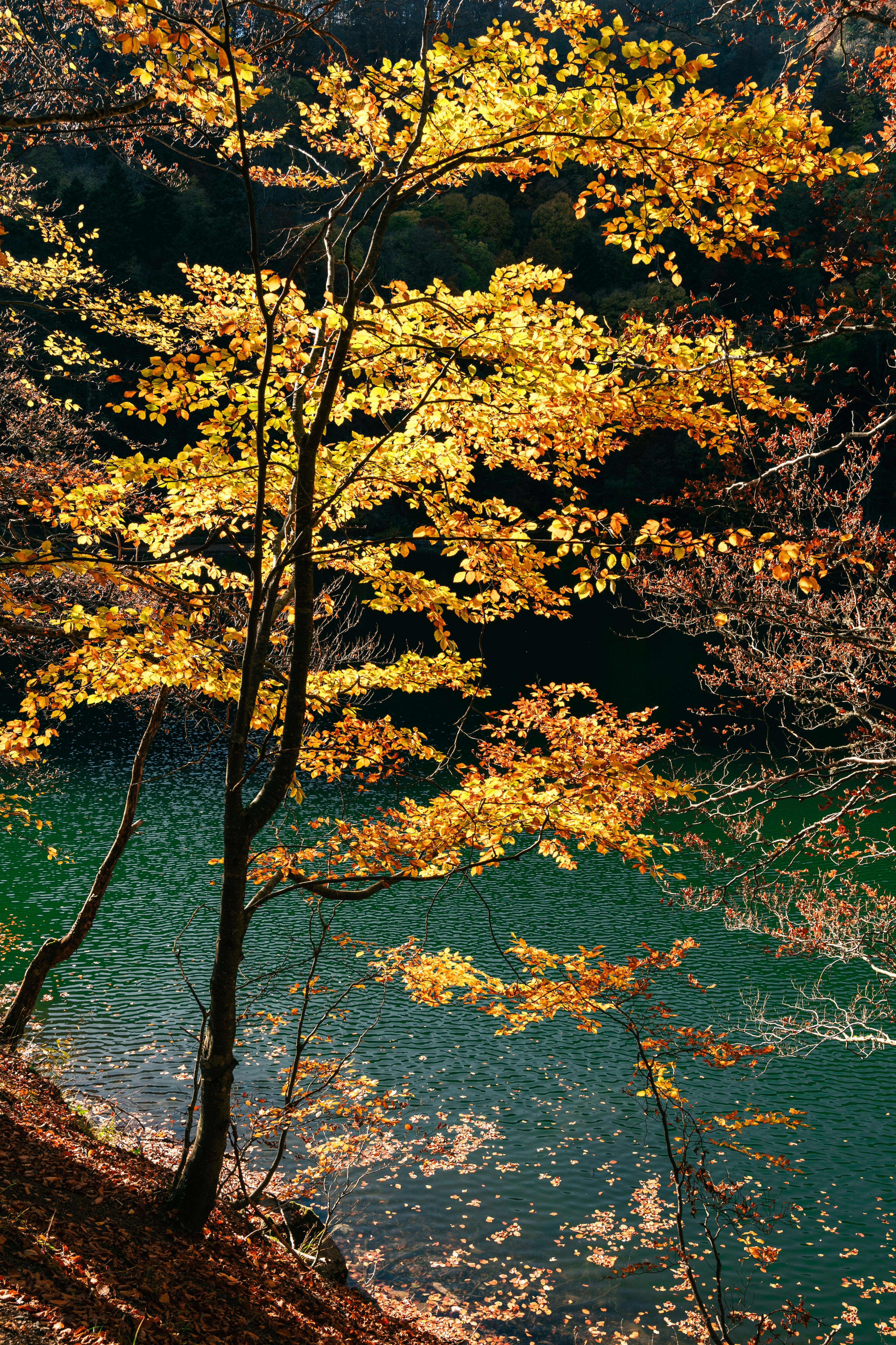 a tree that is next to a body of water
