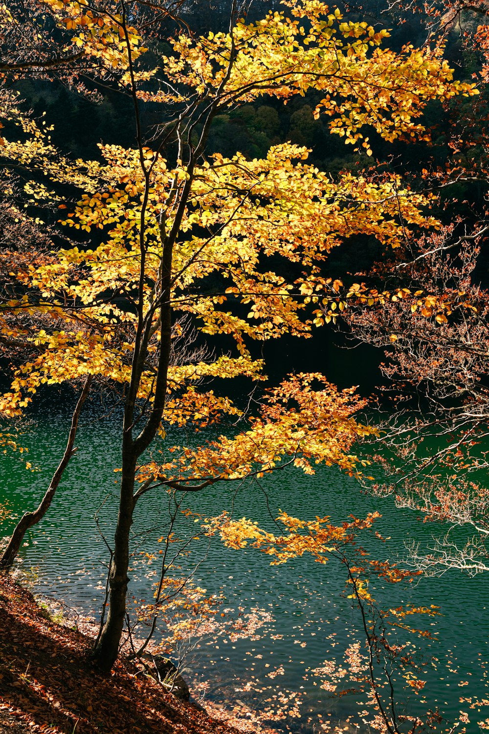 a tree that is next to a body of water