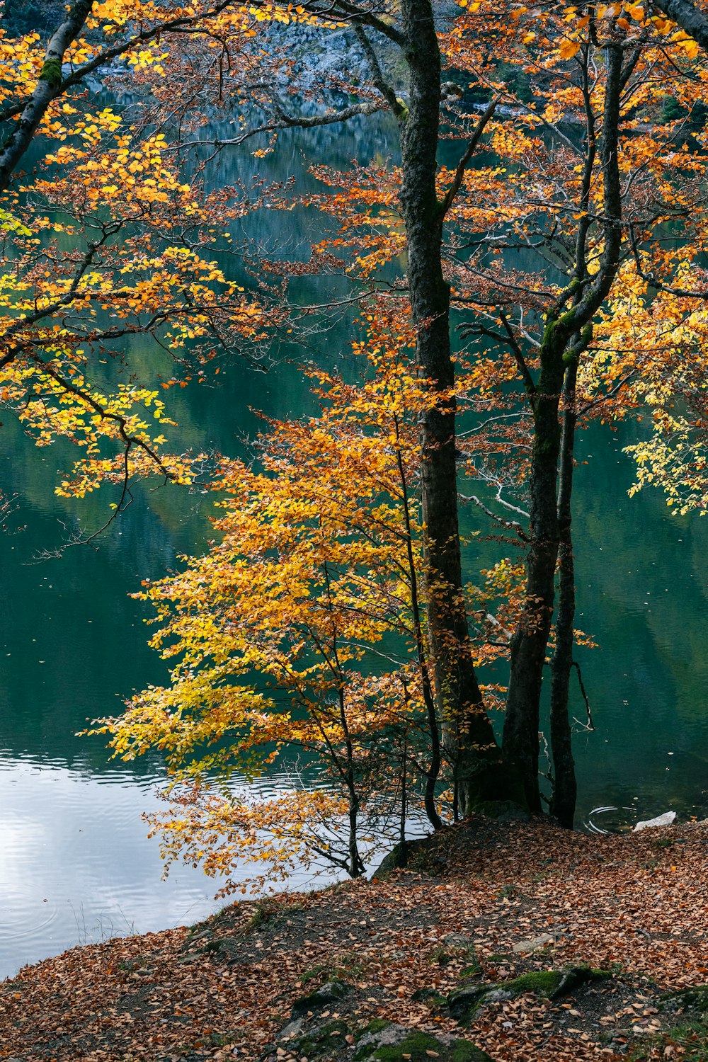 quelques arbres assis à côté d’un plan d’eau