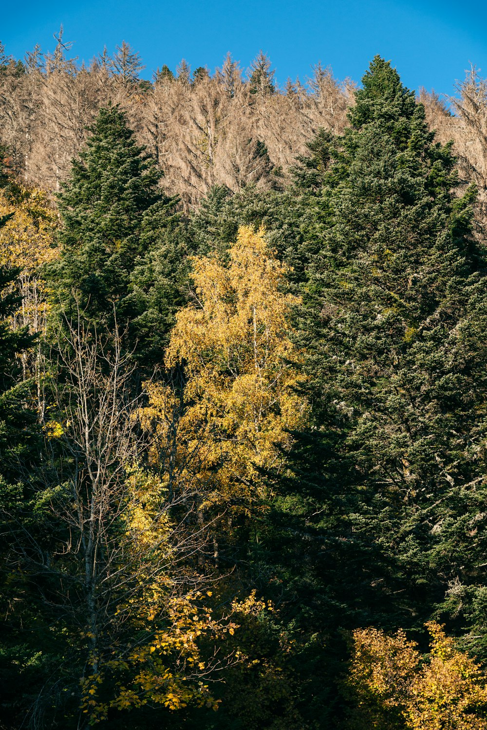 a group of trees in the middle of a forest