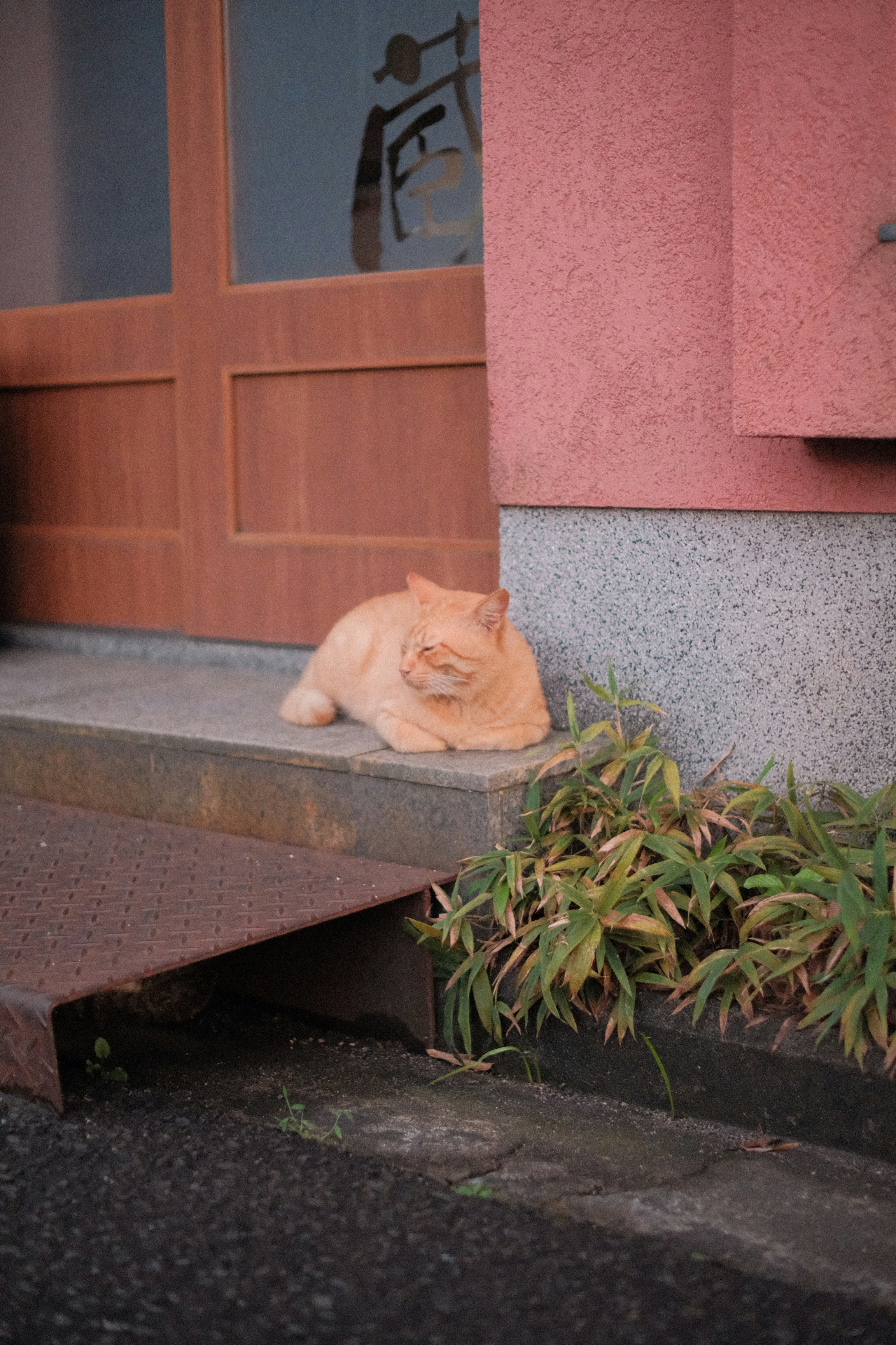 Conclusion: Reading Your Cat's Stress Signals (image credits: unsplash)