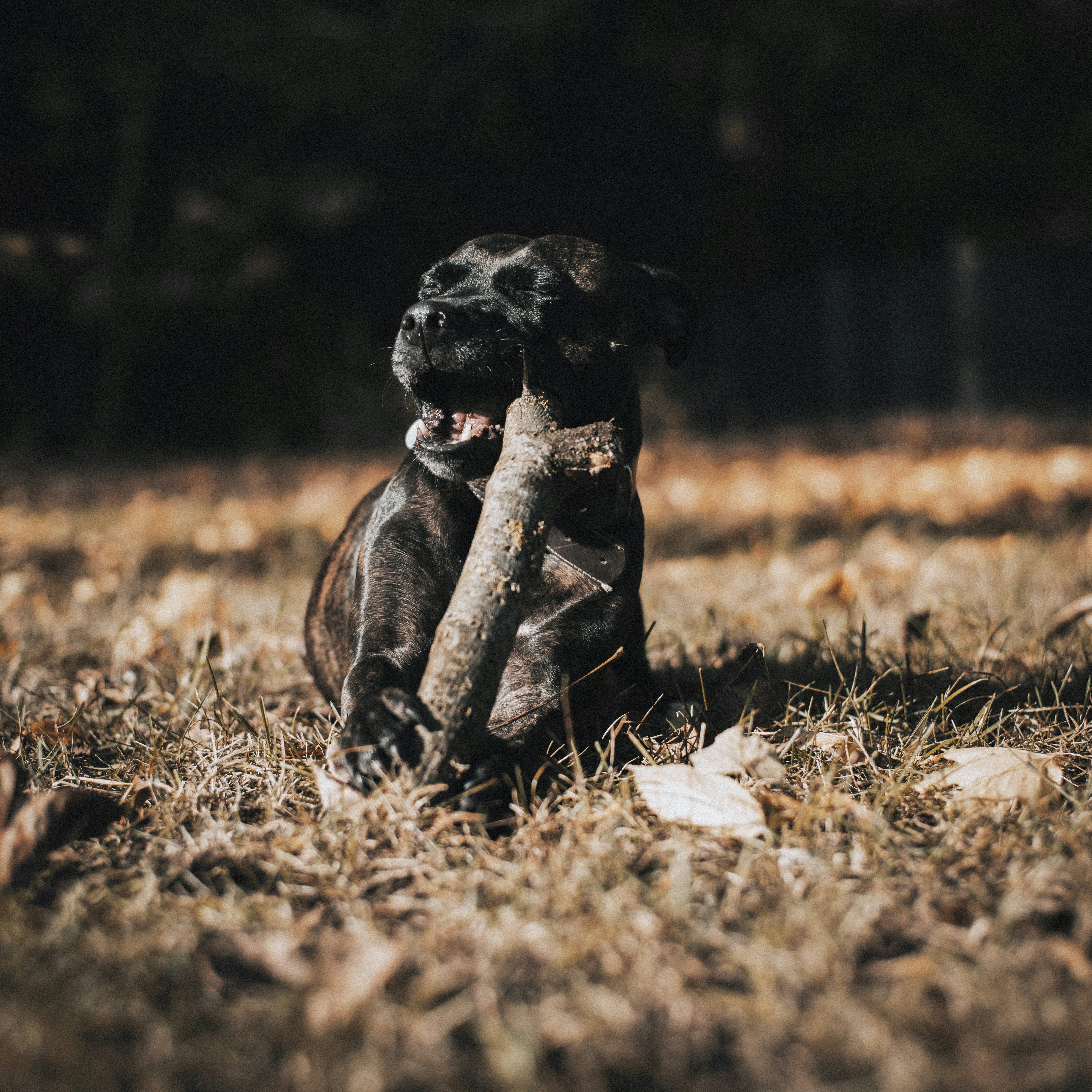 Photo by victor_vector