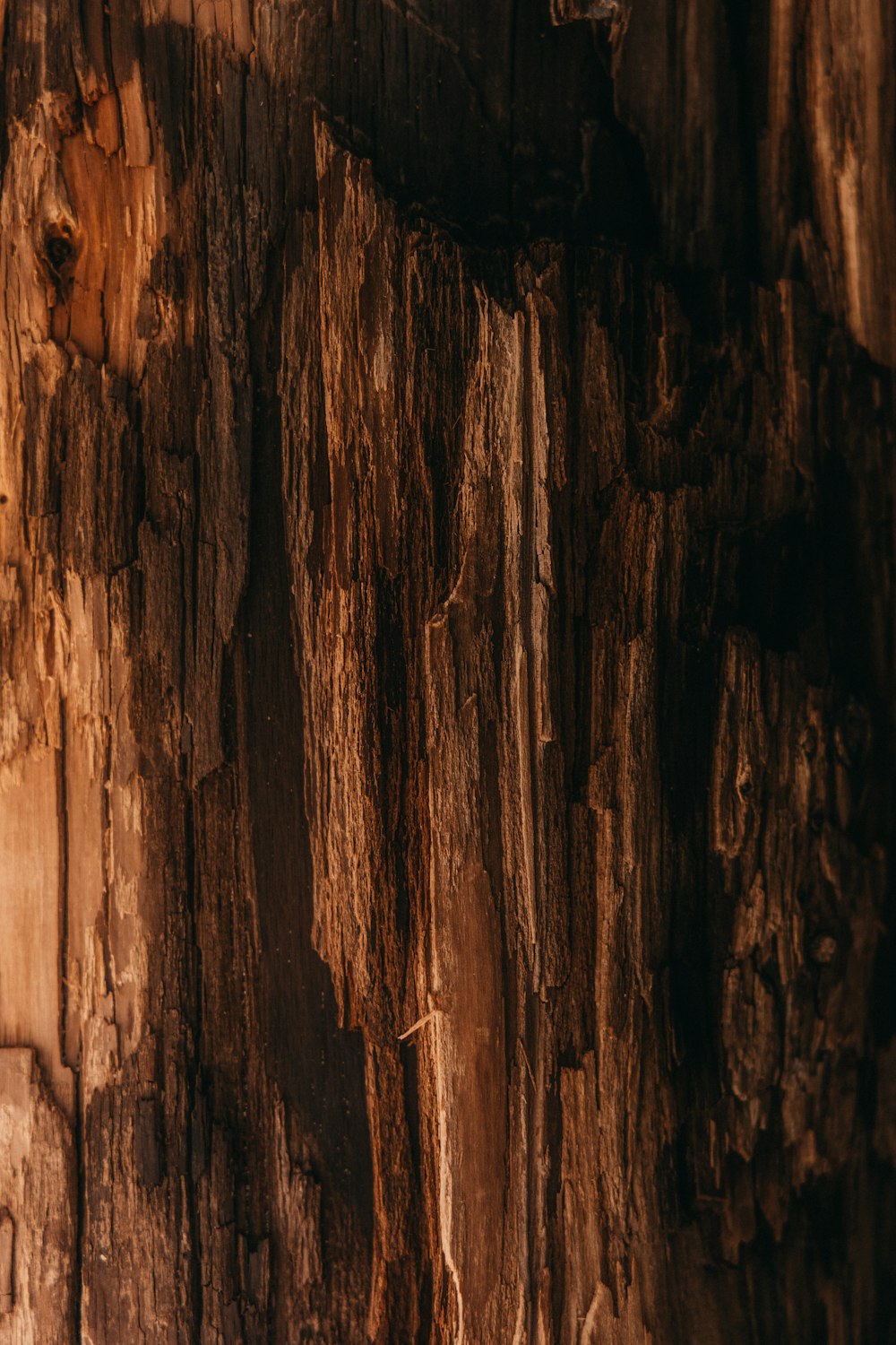 a close up of the bark of a tree