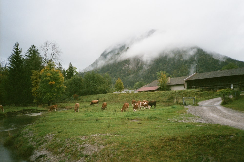 a herd of cattle grazing on a lush green hillside