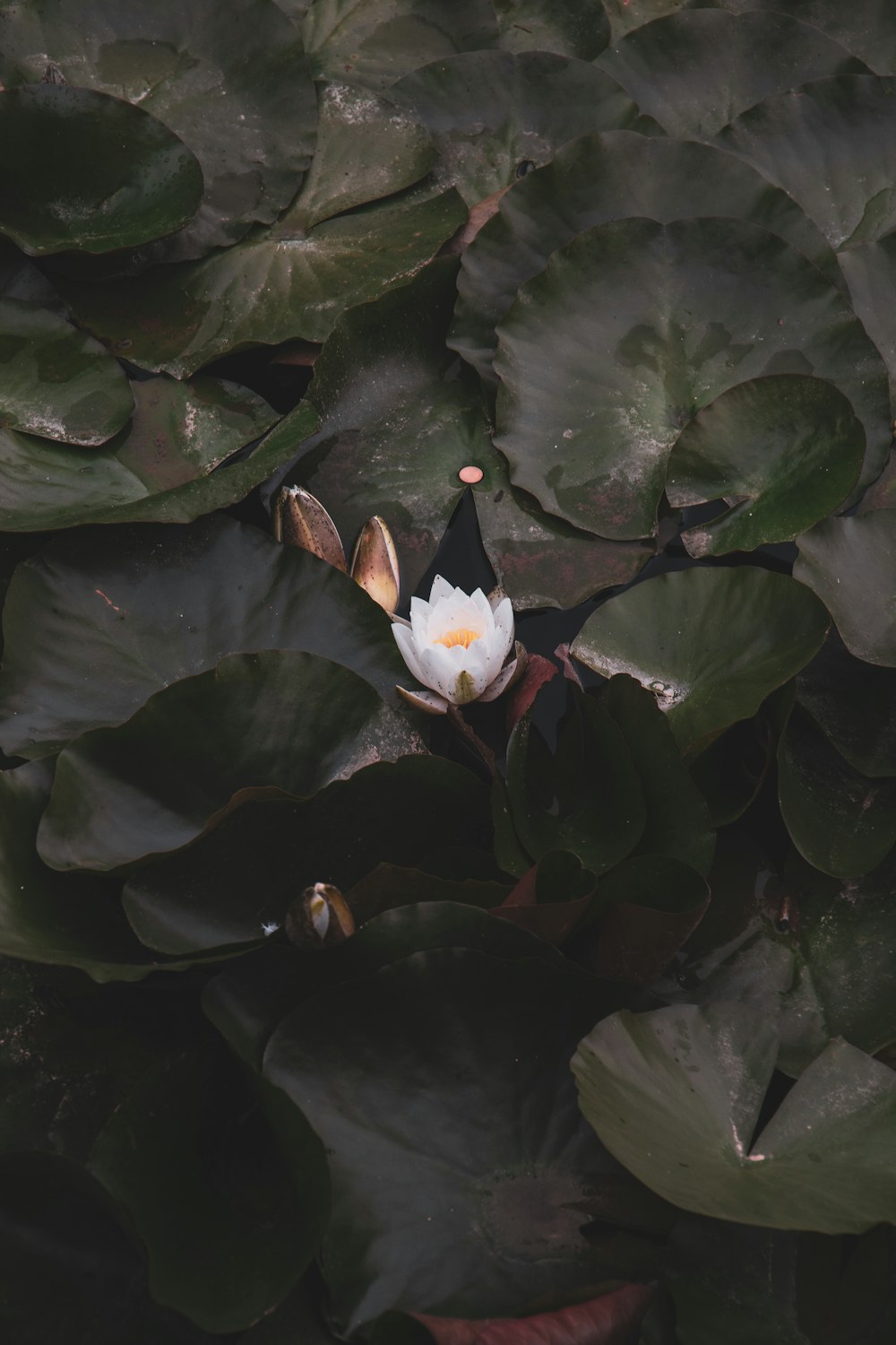 a white flower sitting on top of a lush green plant
