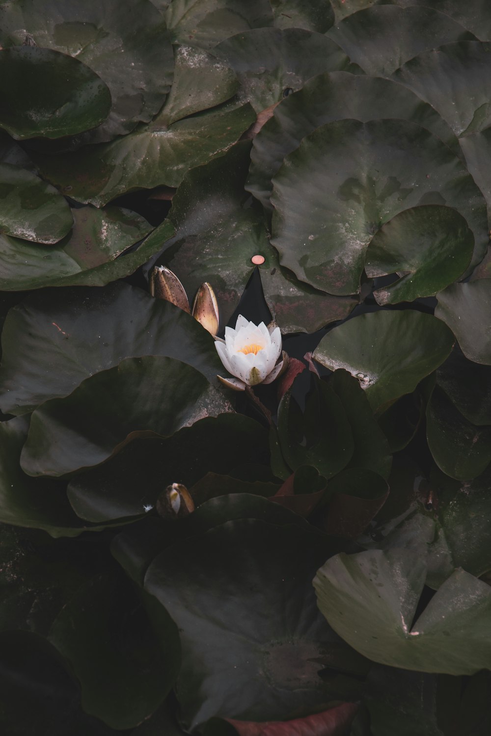 Una flor blanca sentada encima de una exuberante planta verde