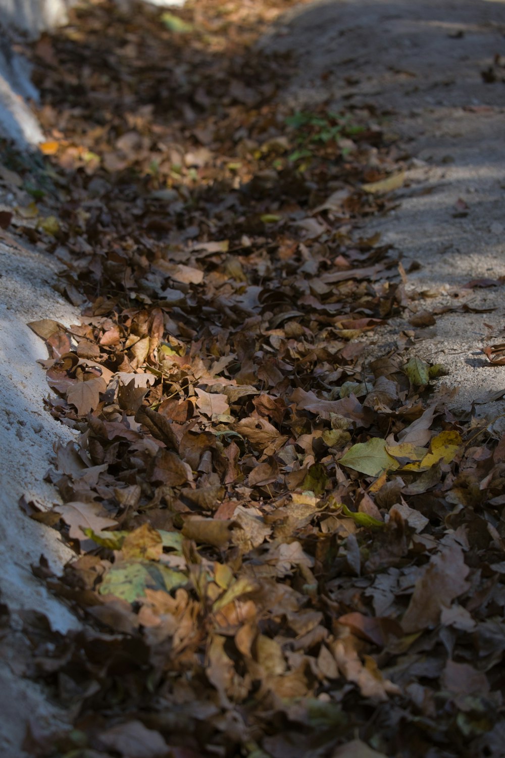 a white fire hydrant sitting on the side of a road covered in leaves