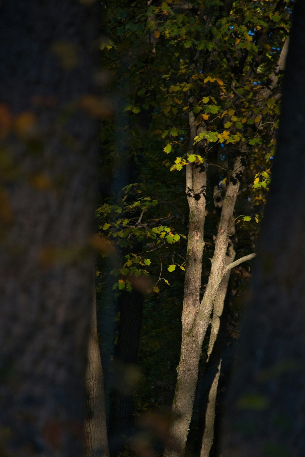 a man riding a skateboard through a forest filled with trees