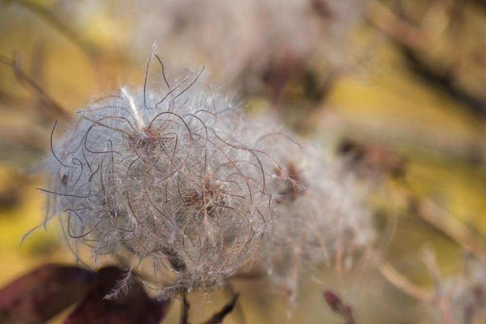 a close up of a dandelion with a blurry background