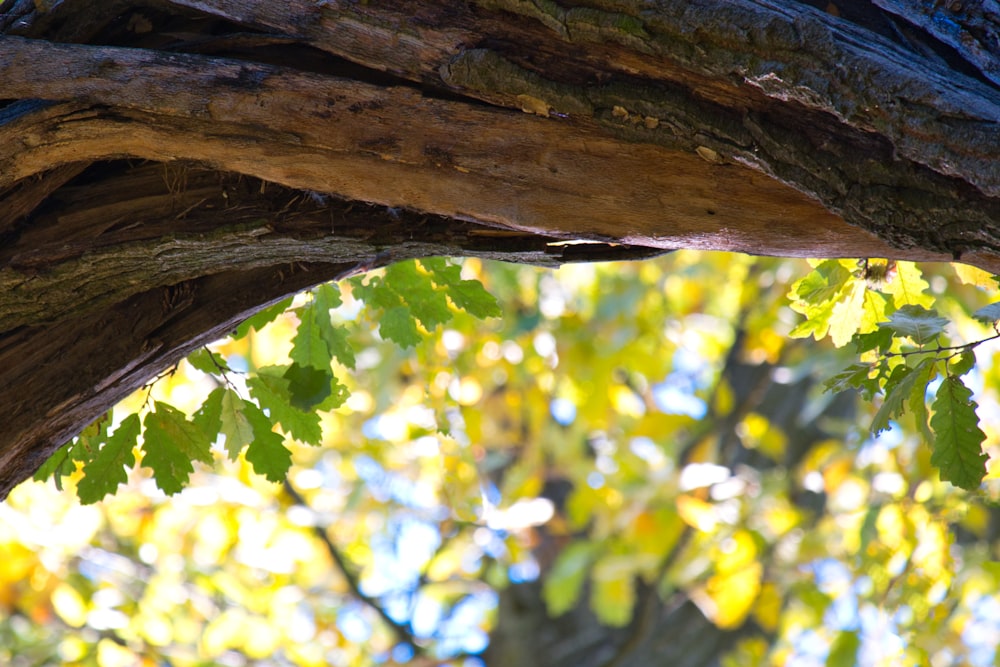 a close up of a tree branch with leaves