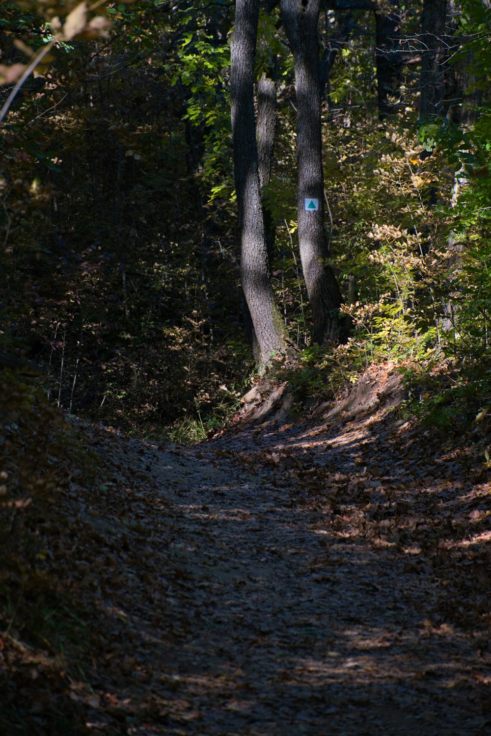 a trail in the woods with trees and leaves