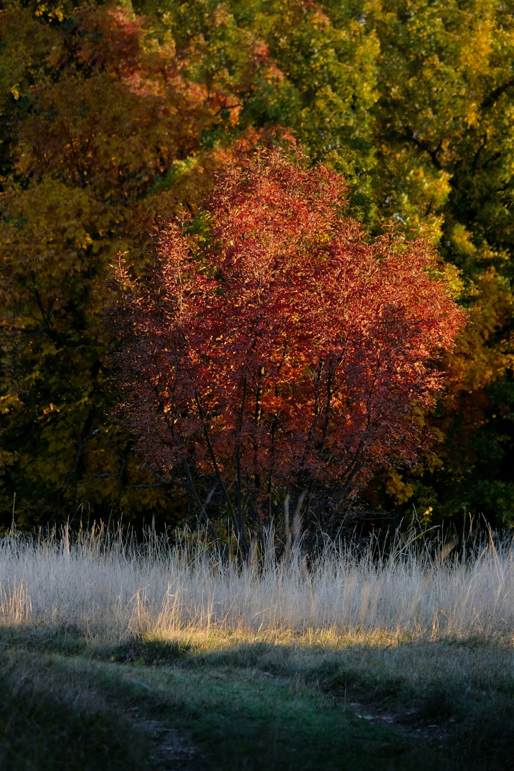 a red tree in the middle of a grassy field