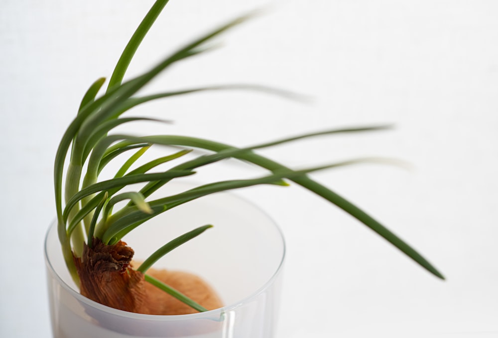 a small plant in a clear glass vase