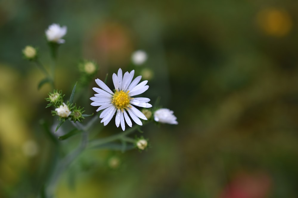 a close up of a flower with a blurry background