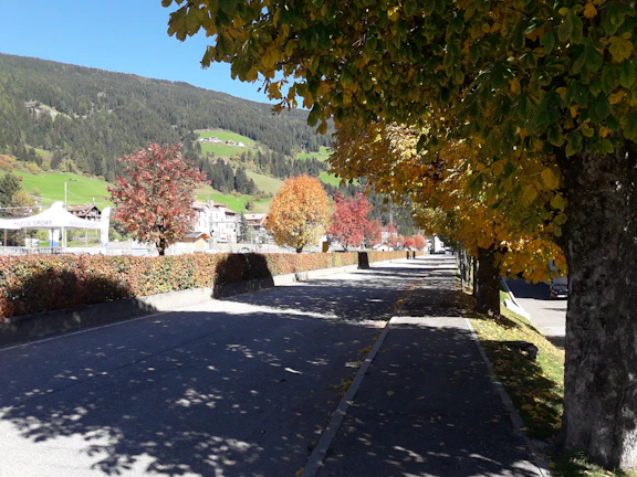 A scenic Denver neighborhood street lined with autumn-colored trees and charming homes.