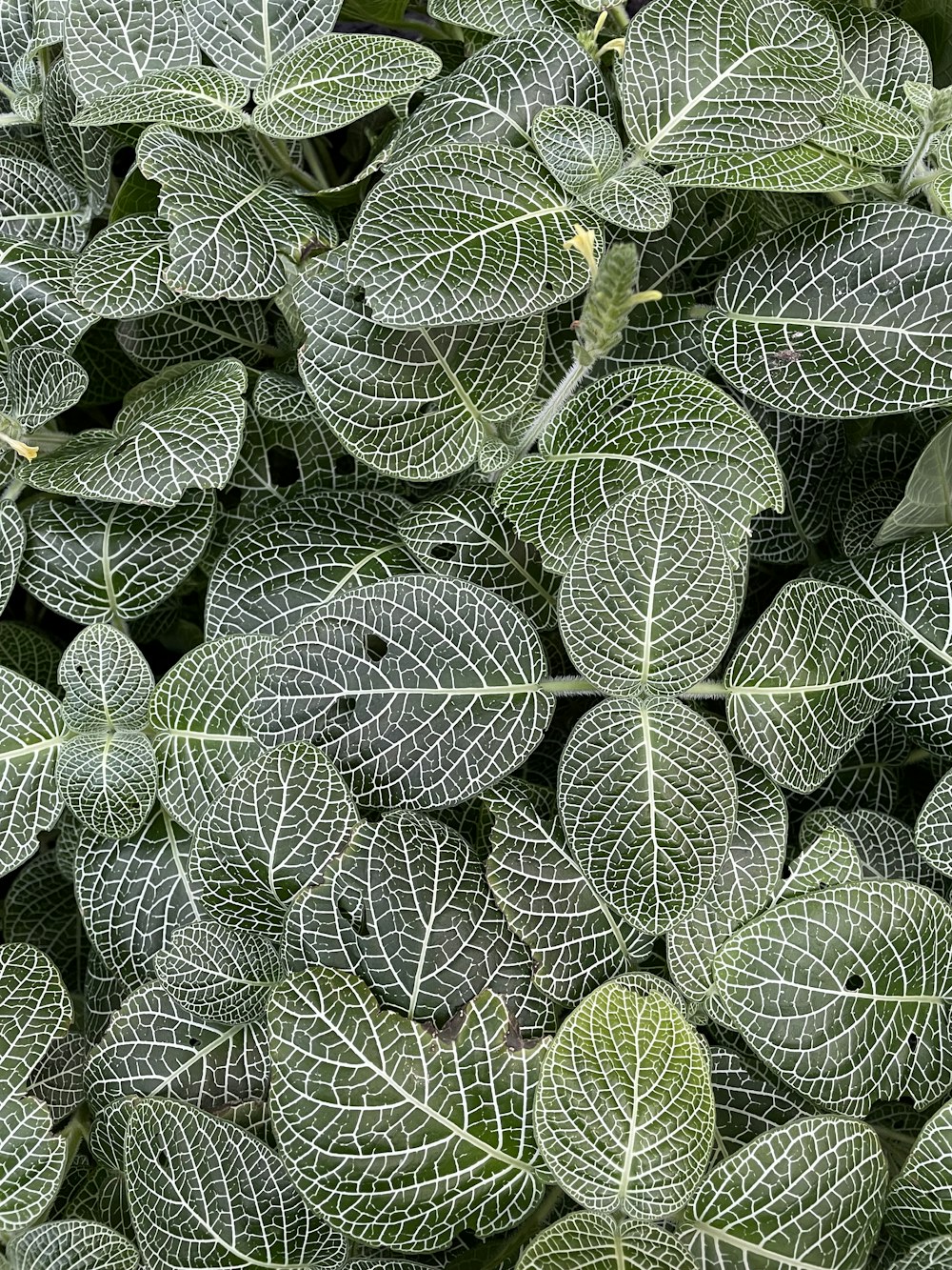 a close up of a bunch of green leaves