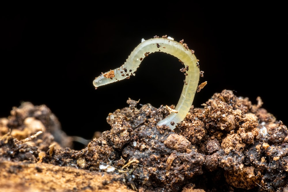 a close up of a worm on a rock