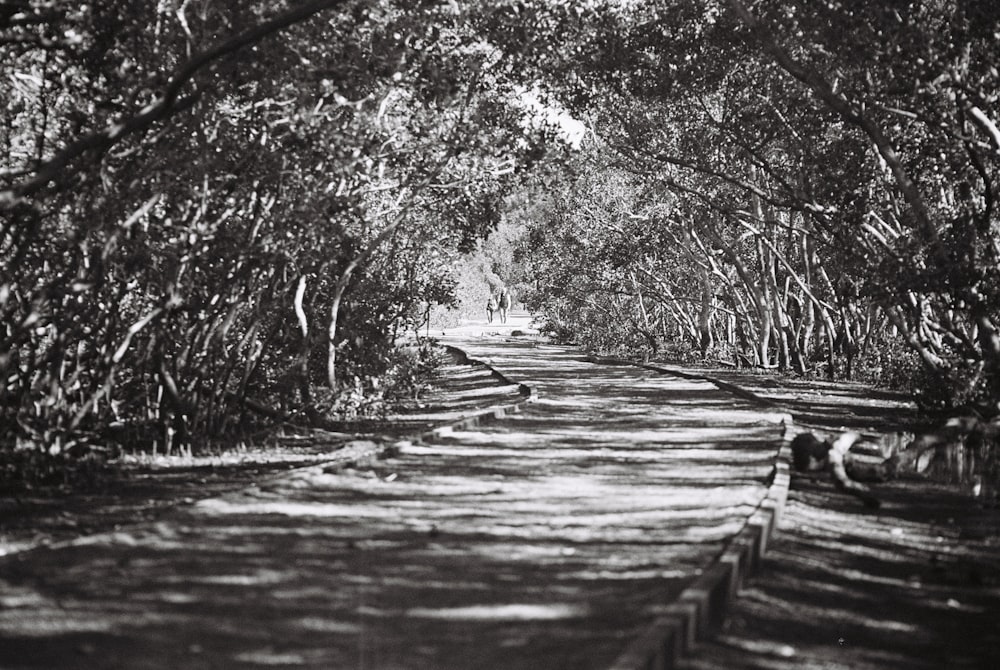 a black and white photo of a tree lined road