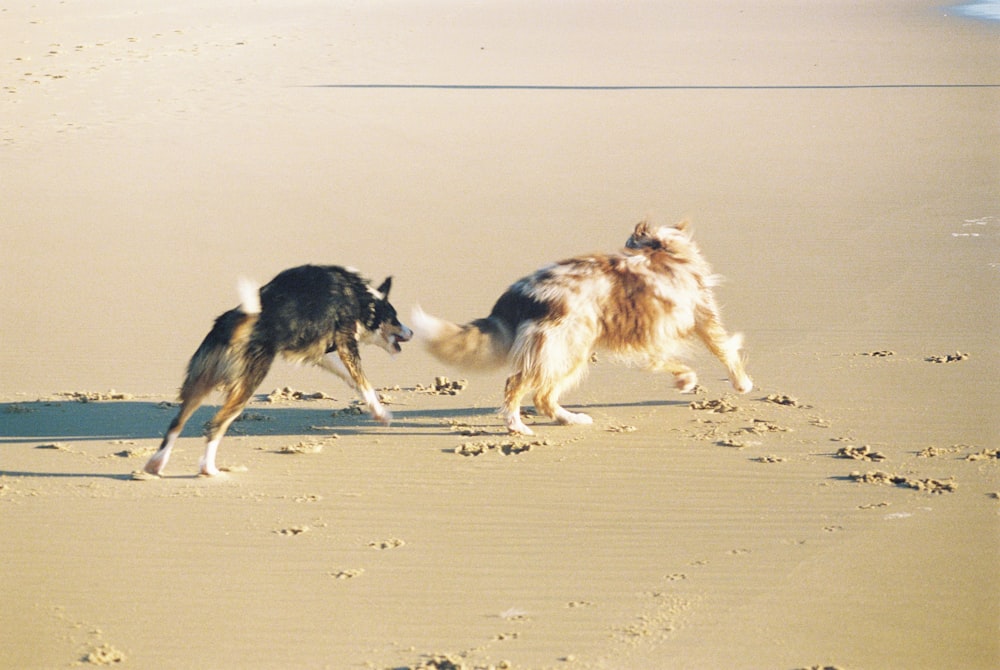 two dogs playing on the beach with each other